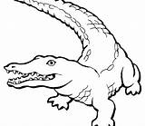 Crocodile Alligator Coloring Drawing Line Baby Head Pages Getdrawings Printable Kids Nile sketch template
