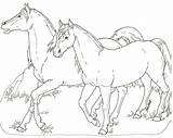 Poulain Coloriage Cheval Cavallo Dessin Imprimer Cavalli Colorier Corsa Fantino Cavallino Arabo Puledro Stallone sketch template