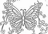 Butterfly Coloring Pages Butterflies Color Rainbow Description Colouring Printable Print Kids Adult Expose Homelessness Obsession Website Choose Board Easter sketch template