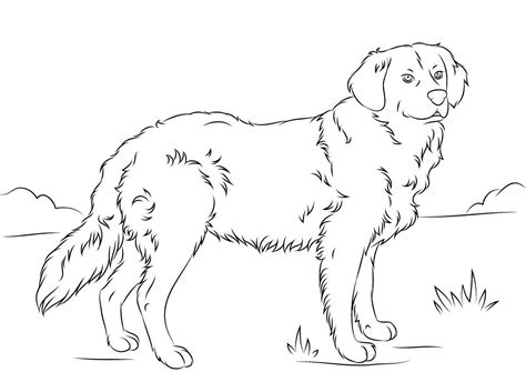 golden retriever coloring page  animal lovers educative printable