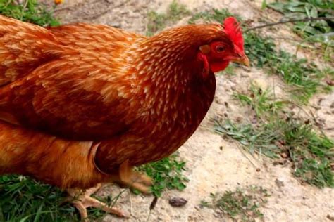 12 Best Egg Laying Chickens For Your Backyard