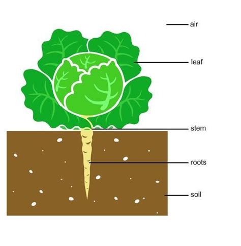 diagram shows  simple model    cabbage plant grows explain