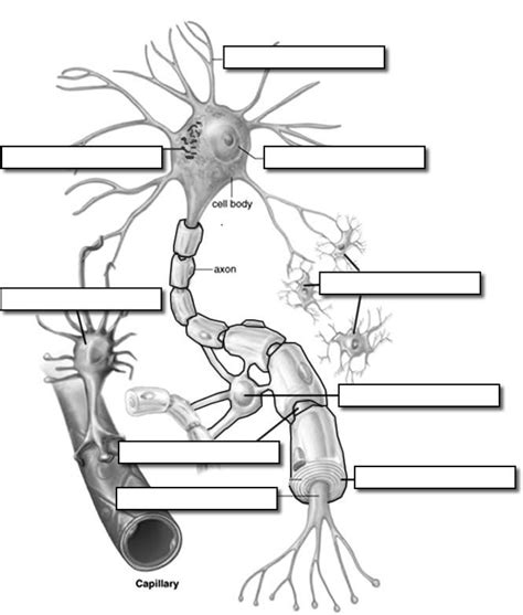 neuron diagram worksheet