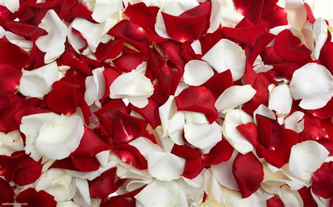 red flower petals wallpaper