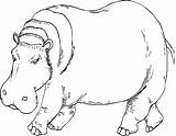 Hippo Hippopotame Animaux Onlinecoloringpages Designlooter Coloriages sketch template