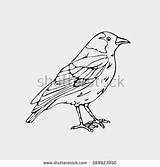 Jackdaw Western Coloring Designlooter Bird Nightingale Blackbird Drawn Pencil Graphics Hand Small sketch template