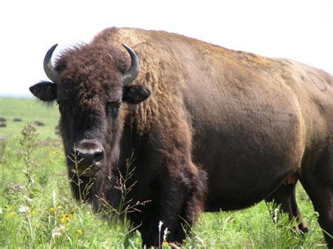 zuni fetishes   buffalo    native american indian jewelry