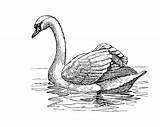 Coloring Pages Swans Print Kids sketch template