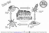 Life Cycle Ladybug Coloring Pages Print Lady Color Bugs Choose Board sketch template