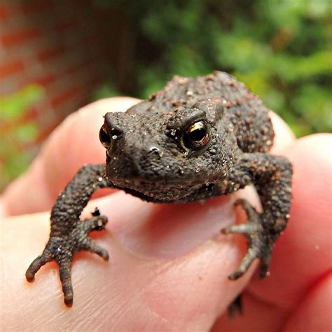 toad toad cute animals frogs surprise heart nature