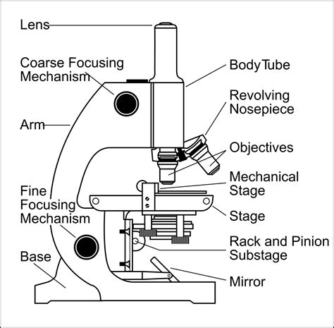 compound microscope drawing  getdrawings