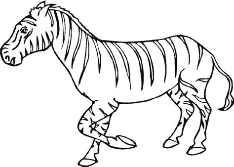 zebra coloring pages  zebra coloring pages coloring pages