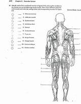 Muscles Physiology Db Divyajanani sketch template