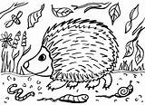 Hedgehog Colouring sketch template