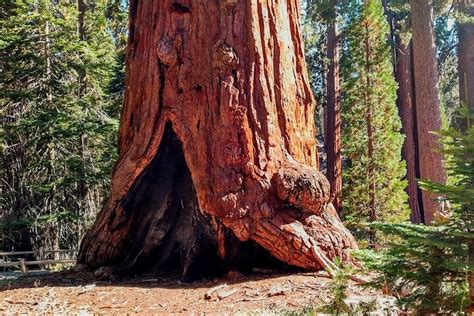 keifers giant sequoia tours pinehurst ca address tripadvisor