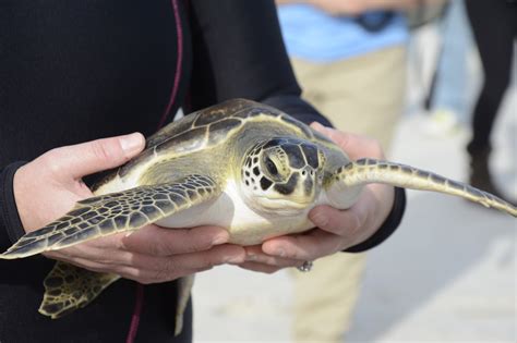 lucky number 13 whitney lab releases first rehabilitated