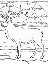 Coloring Elk Malvorlagen Rentier Rudolph Deer Designlooter Coloringhome sketch template