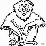 Gibbon Coloring Pages Sitting Orangutan Drawing Printable Cartoon Color Apes Gibbons Supercoloring Lar Handed Comments Comment Coloringhome Categories sketch template