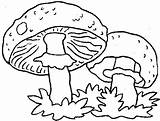 Champignon Pilze Kleurplaten Paddestoelen Funghi Champignons Cogumelos Fungo Setas Autunno Malvorlage Animaatjes Ausmalbild Mushroom Cartoni sketch template