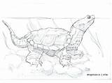 Turtle Coloring Snapping Pages Printable Getcolorings Color Turtles sketch template