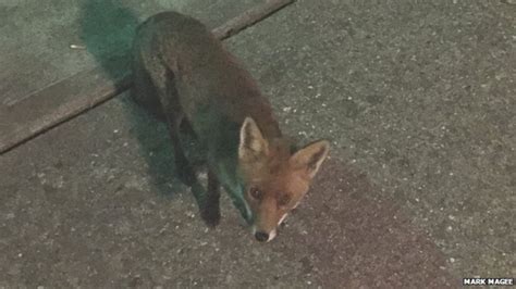 vicious fox traps eight people in cambridgeshire sports club bbc news