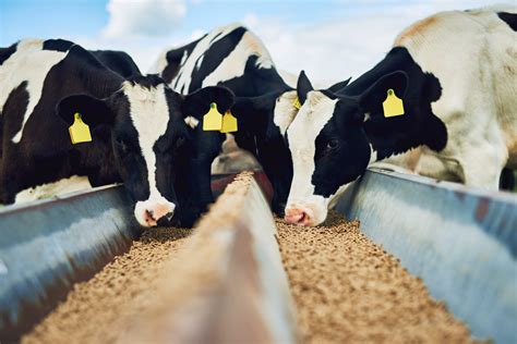 livestock feed additives archives bentoli