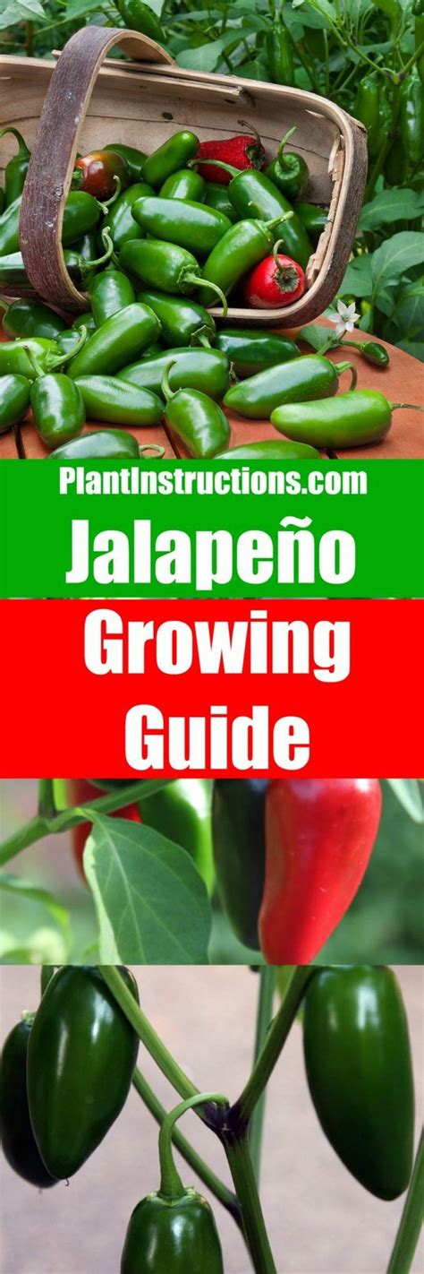 grow jalapenos  guide  growing jalapeno plants growing