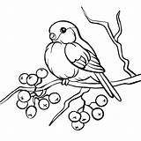 Coloring Bullfinch Pages Print sketch template