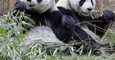 pandas evolution s big fat adorable mistake