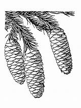 Pine Cone Coloring4free sketch template