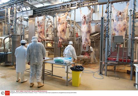 ban  halal  kosher slaughter methods   force  belgium metro news