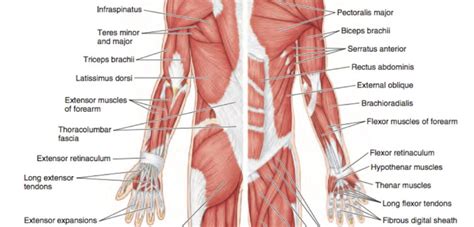 applied anatomy refresher upper limb anatomy injuries acquirecpd