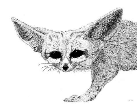 Fennec Fox Drawing By Graham Wiatt