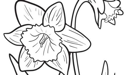flowers daffodil coloring page kids play color