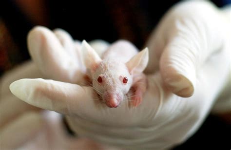 white baby mouse  stock photo