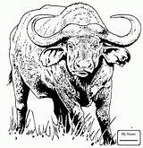 Buffalo Coloring African Pages Printable Cape Kids Water Drawing Animal Drawings Supercoloring Colouring Color Print Template Getdrawings Books Crafts Sketches sketch template