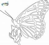 Butterfly Monarch Butterflies Colouring sketch template