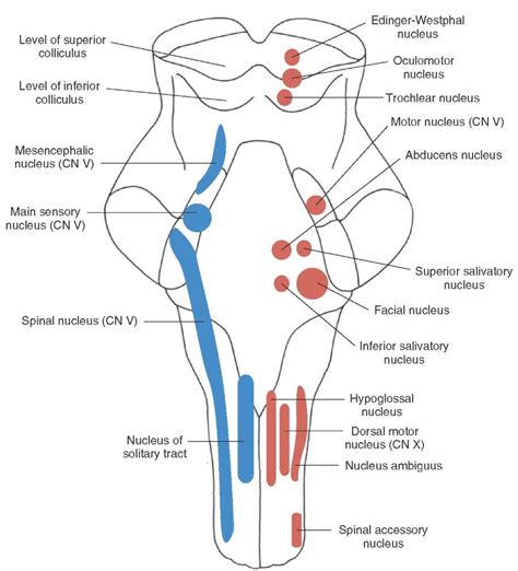 cranial nerves and location vagus nerve definition function facts