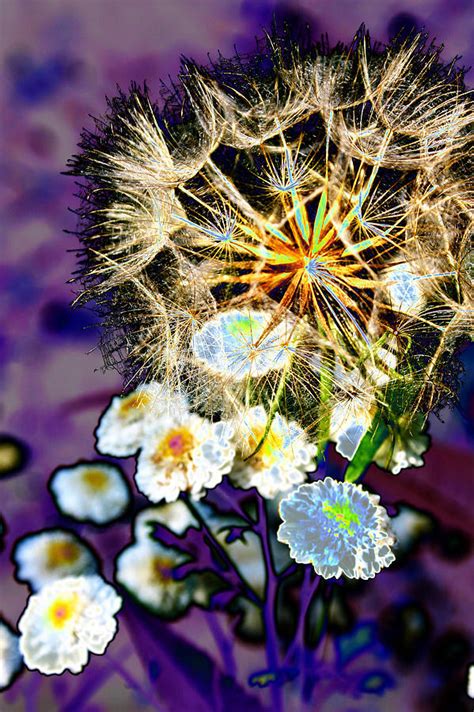 seed flower photograph  richard thomas fine art america