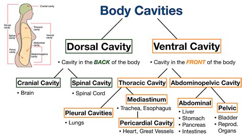 body cavities labeled organs membranes definitions diagram