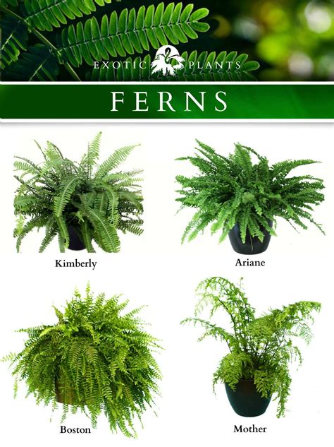 varieties  common ferns karachi plants flowers pinterest