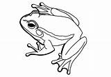 Bullfrog American Coloring Frog Drawing Pages Bull Getdrawings sketch template