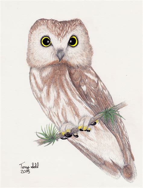 superb owl sunday drawn owl edition dakota birder