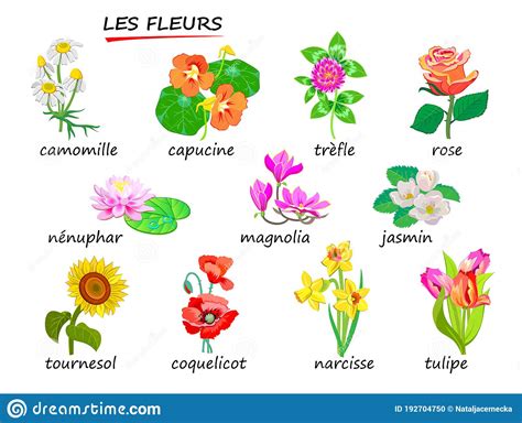 bloemen namen van bloemen  het frans illustraties voor encyclopedie  schoolboek voor