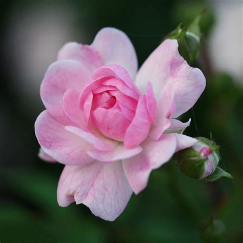 soft pink miniature rose photograph  rona black fine art america