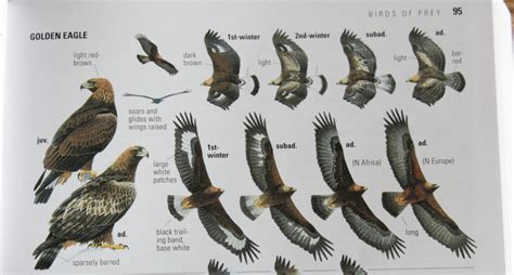 review birds  europe  edition  alex lamoreaux nemesis bird