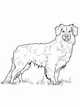 Coloring Pages Shepherd Australian Dog Newfoundland Duck Scotia Nova Printable Colouring Tolling Retriever Drawing Color Silhouette Favorite Dogs Getcolorings Crafts sketch template