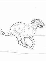 Coloring Pages Whippet Getdrawings Whip Getcolorings sketch template