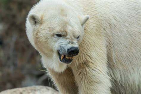 polar bear angry