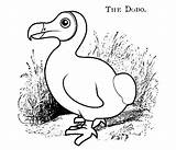 Dodo Bird Coloring Pages Drawing Getdrawings Netart sketch template